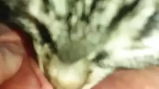 إباحية فروي: لعق وأنين