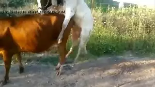 سكس عجل مع بقرة مقطع نيك مضحك شاهد ماذا حدث للعجل فيلم حيوانات