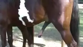 حصان ينيك بنتين سمراوات اجمل افلام سكس حيوانات مع بنات